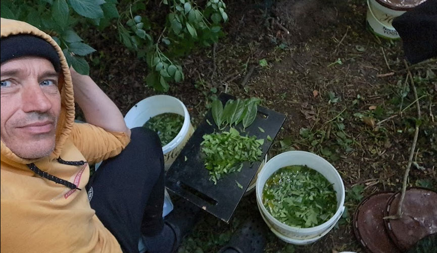 Manu preparing fresh herb and cow urine mixture outdoors with buckets of foraged nettles and plants