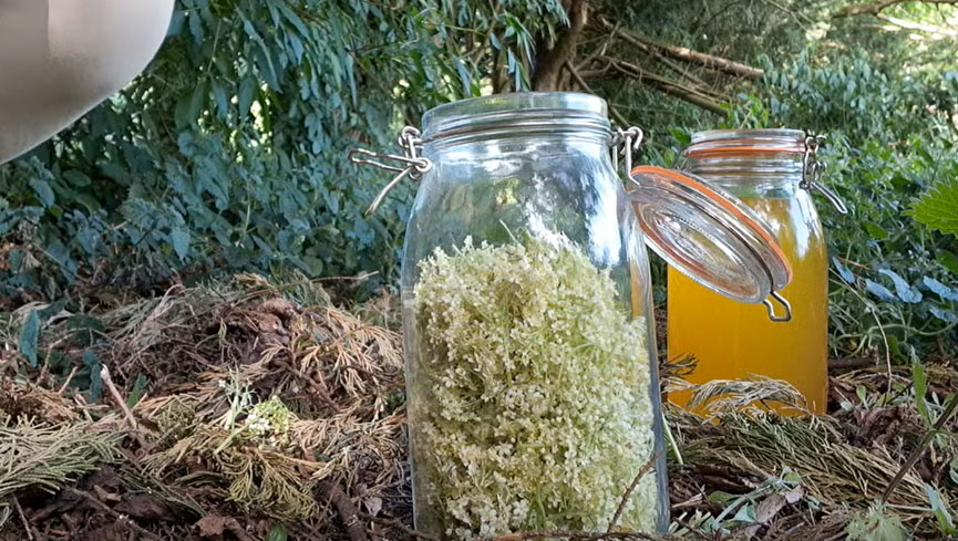Glass jars filled with elderflower and cow urine herbal extract maturing outdoors