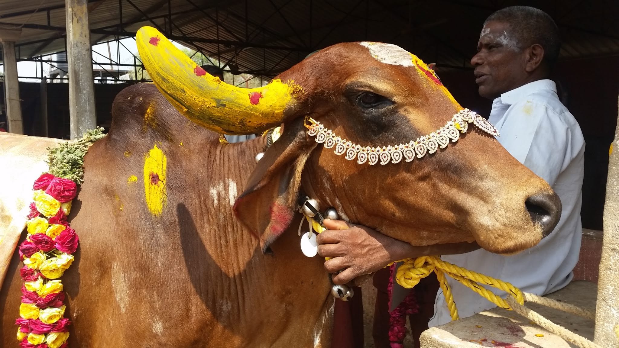 Sacred cows at the ashram goshala — photo 1