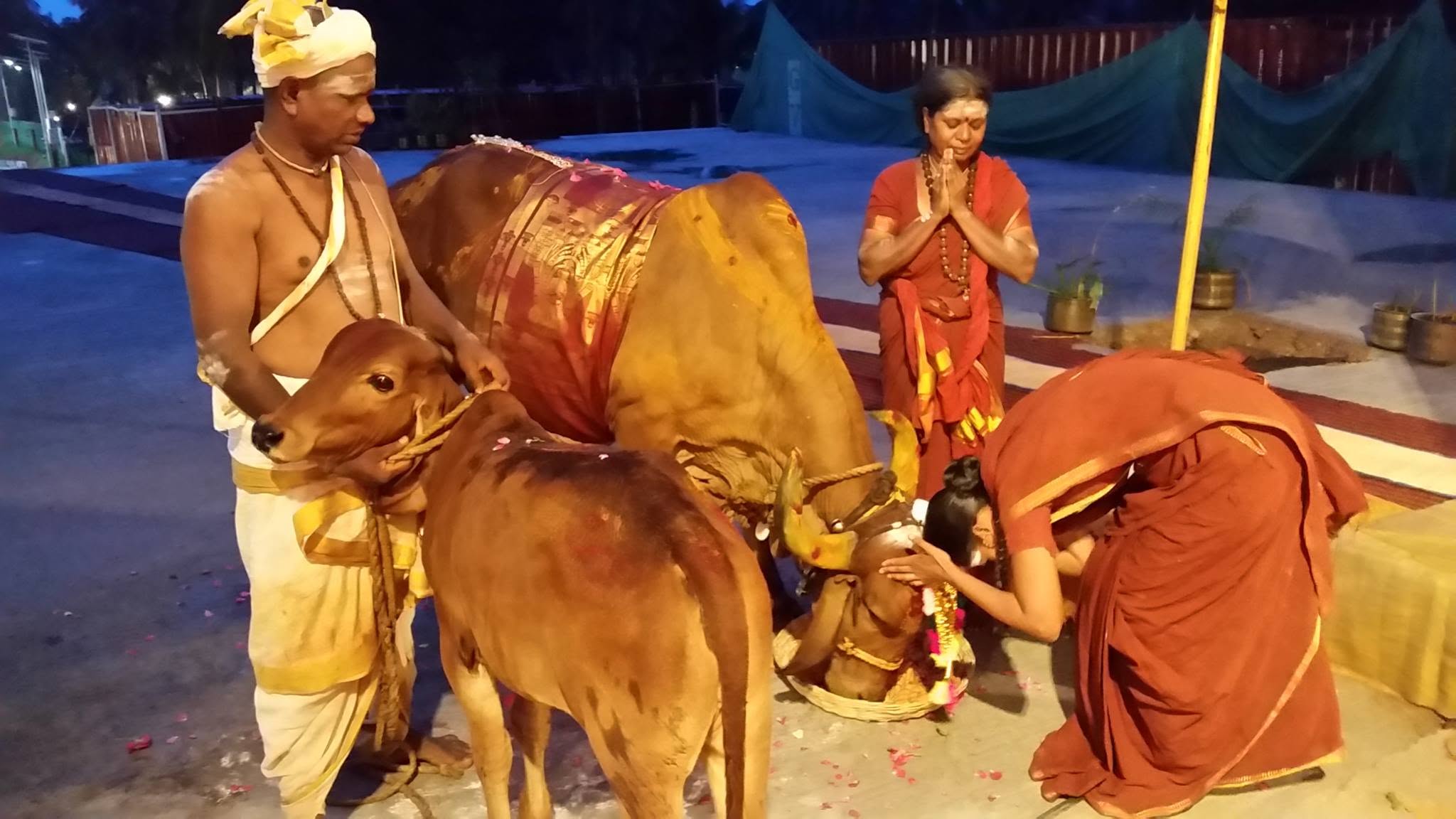 Sacred cows at the ashram goshala — photo 2