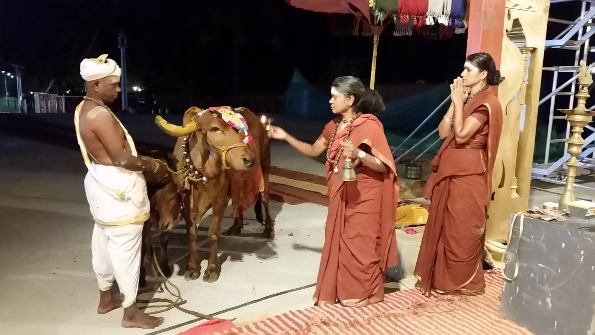 Sacred cows at the ashram goshala — photo 3