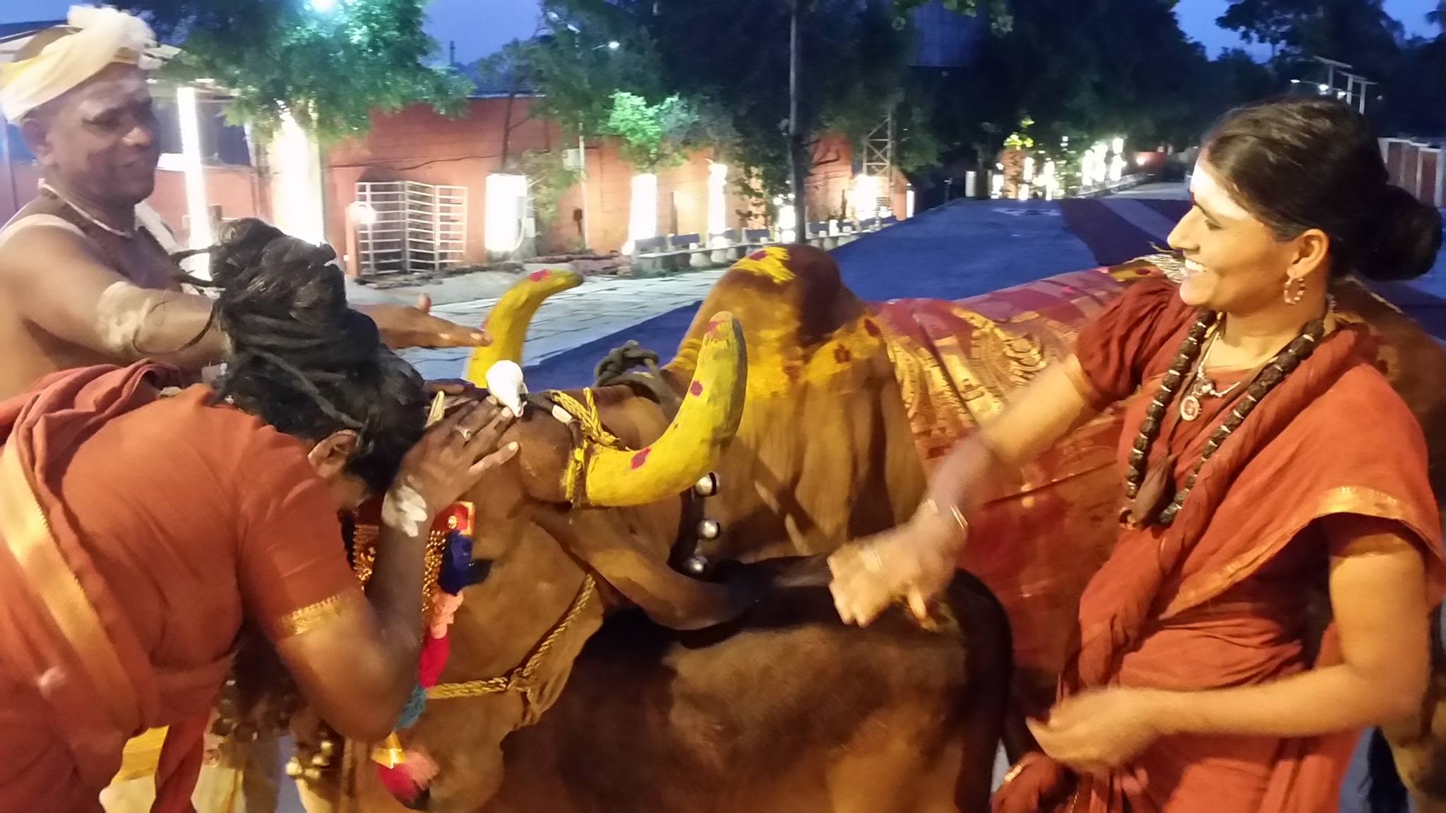 Sacred cows at the ashram goshala — photo 4