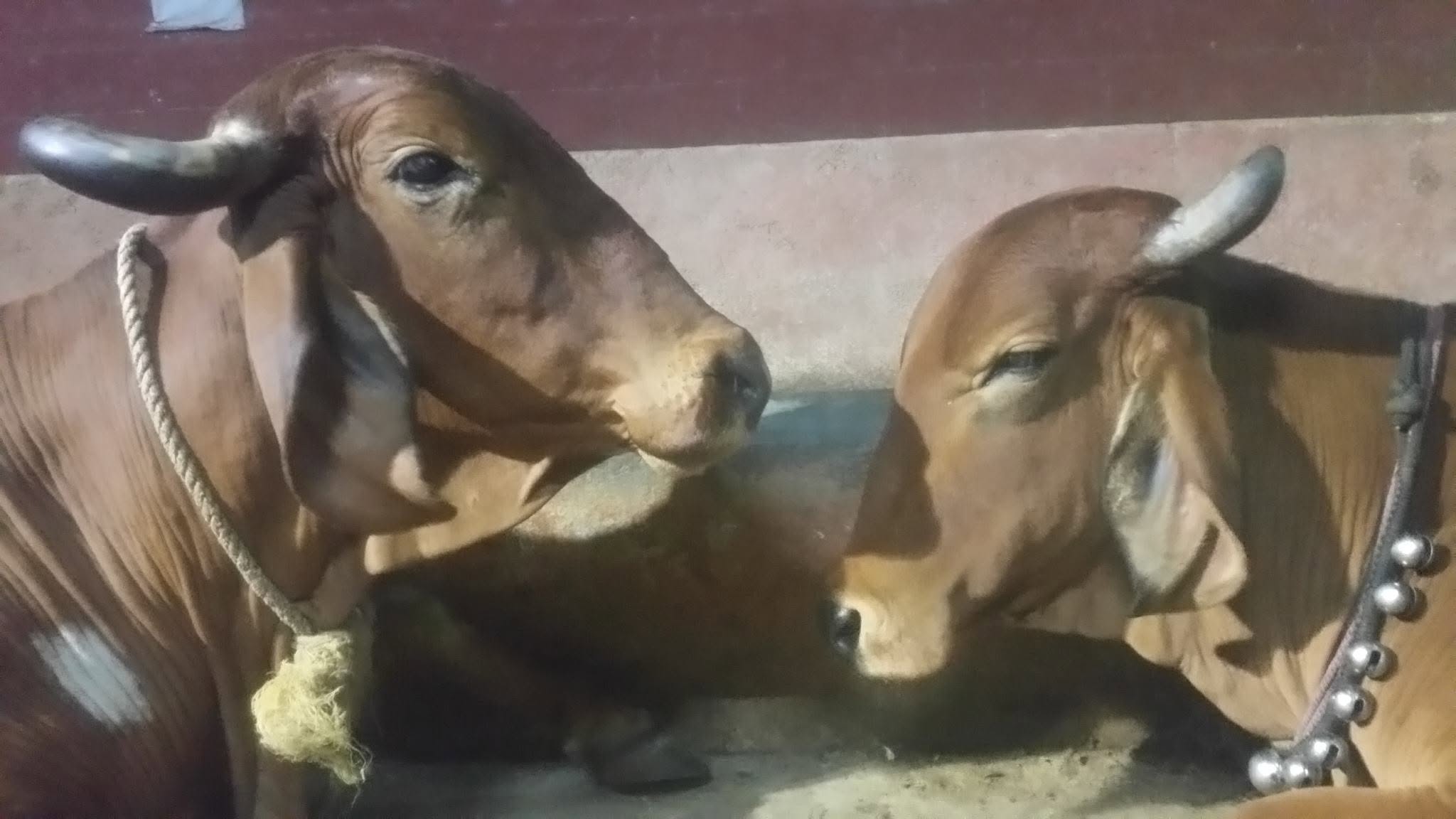 Cosmetic results from cow dung application — photo 2