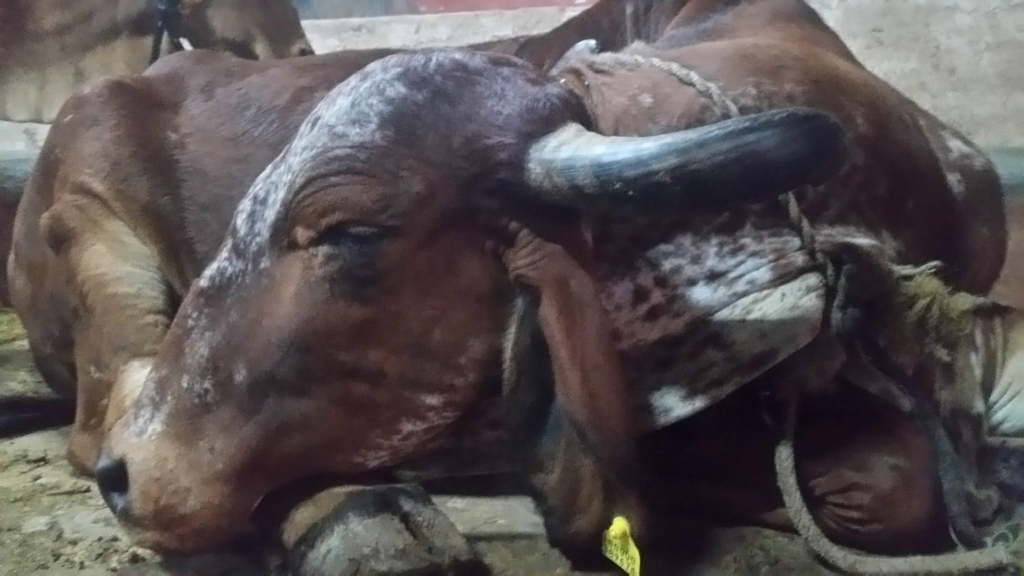 Cosmetic results from cow dung application — photo 3