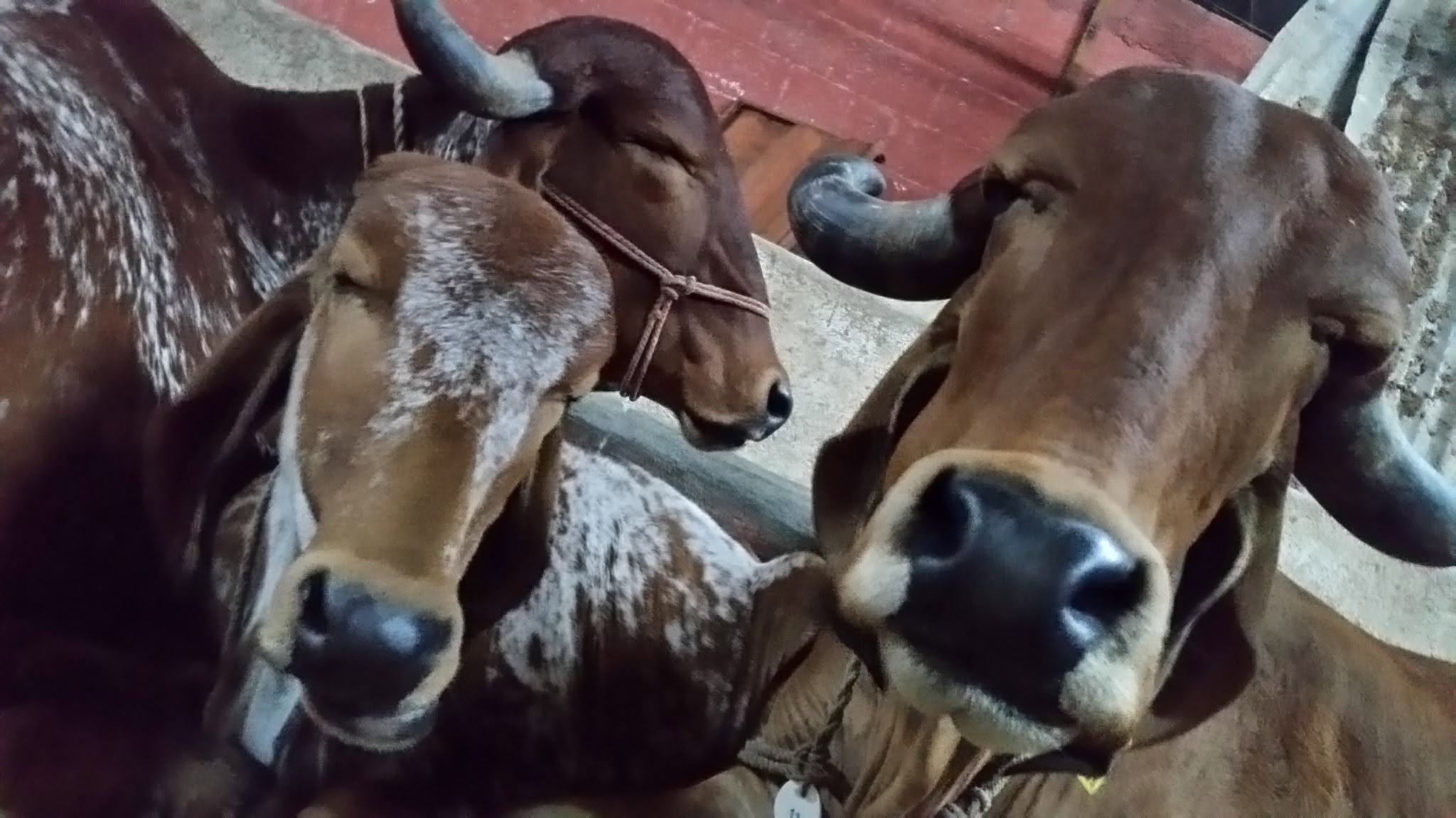 Cosmetic results from cow dung application — photo 4