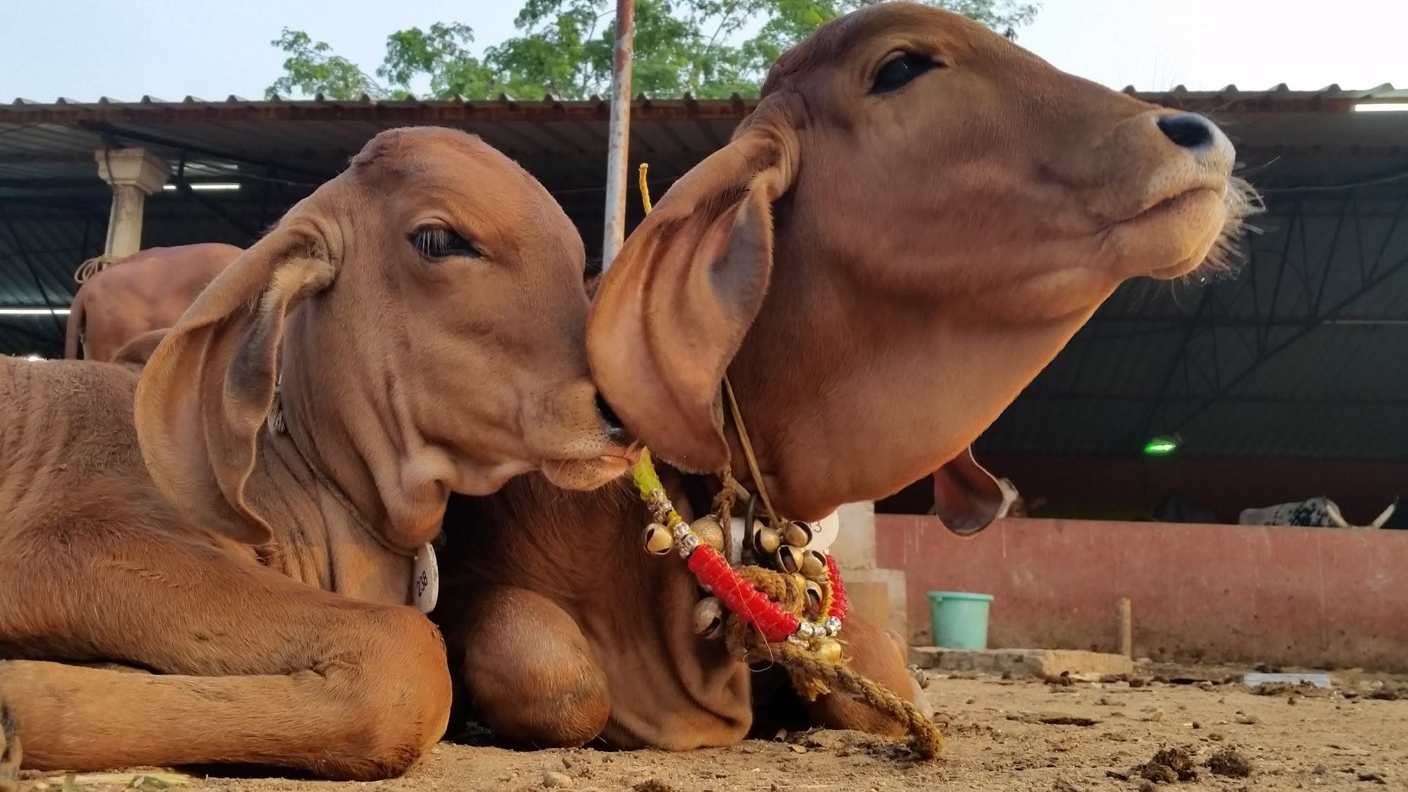 Life at the ashram with the sacred cows — photo 1