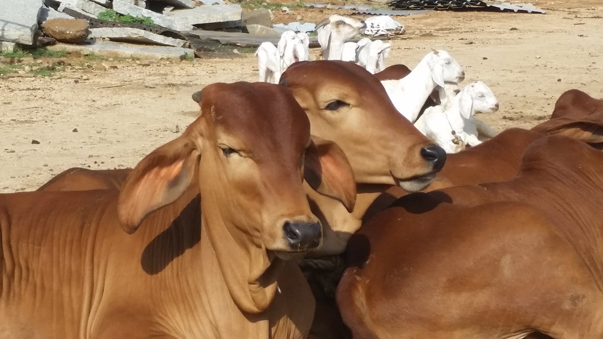 Life at the ashram with the sacred cows — photo 2