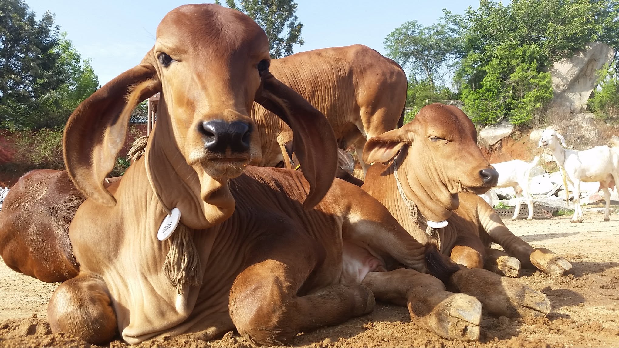 Life at the ashram with the sacred cows — photo 3