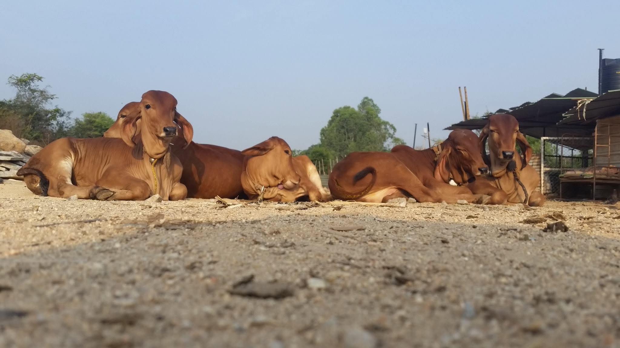 Life at the ashram with the sacred cows — photo 4