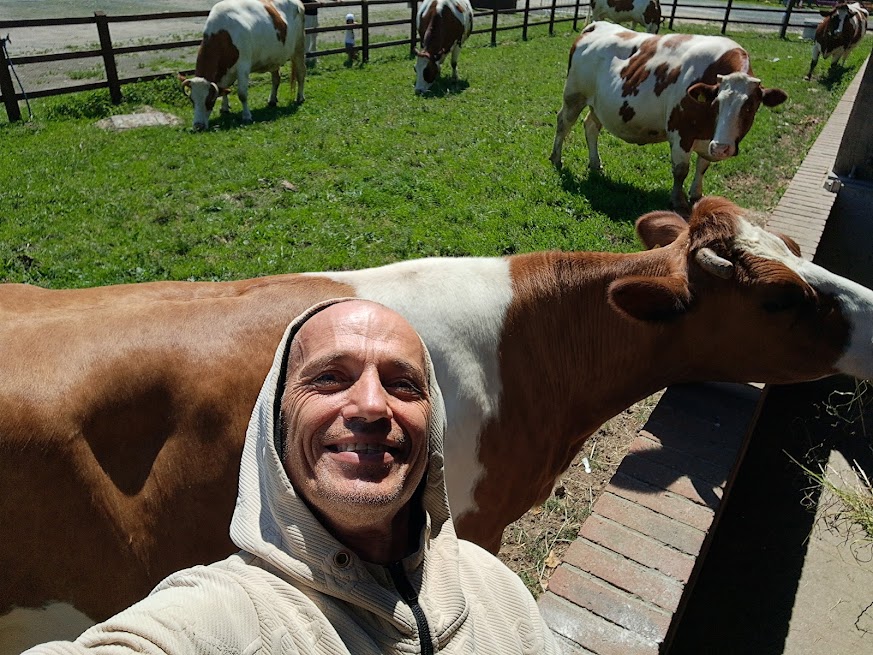 Manu volunteering at the Hare Krishna Temple cow farm in Watford — photo 4