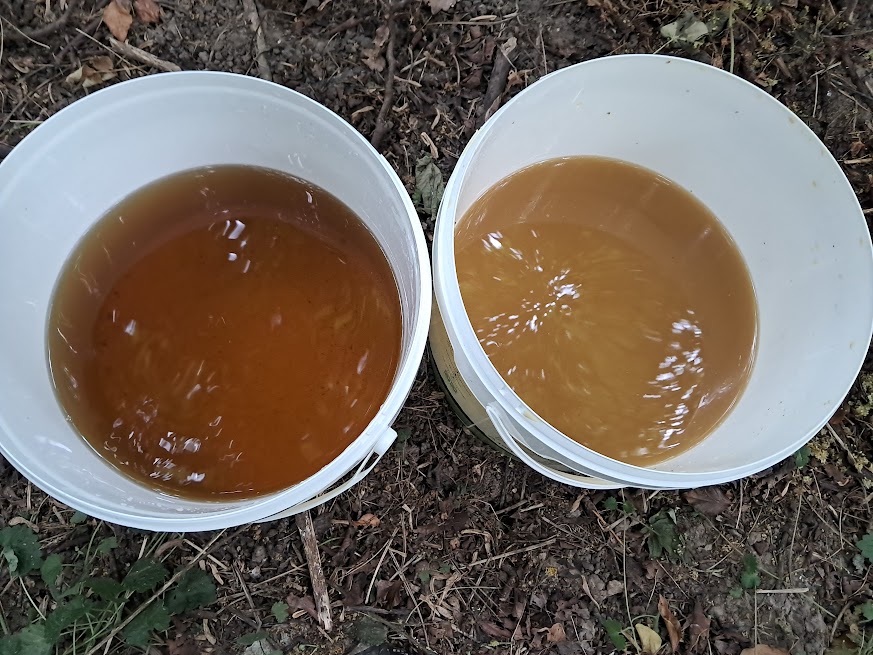 Herbal alchemy with cow urine — foraging and preparing extracts in the English woods, photo 2