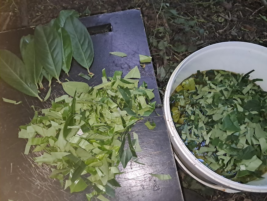 Herbal alchemy with cow urine — foraging and preparing extracts in the English woods, photo 3